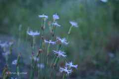 Dianthus orientalis var. angulatus